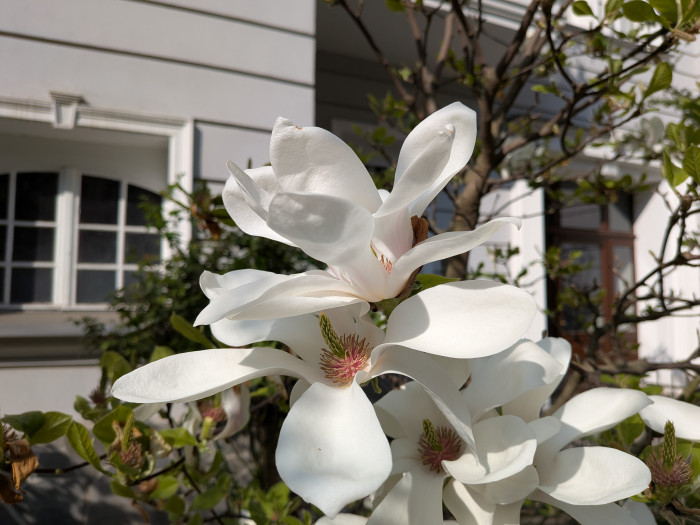 Das Pixel macht in derartigen Situationen die besseren Bilder. (Bild: Tobias Költzsch/Golem.de)